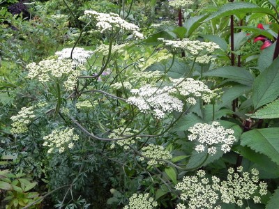 Cenolophium denudatum - medium image 4