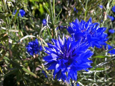 Centaurea cyanus - medium image 4