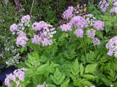 Chaerophyllum hirsutum 'Roseum' - medium image 4