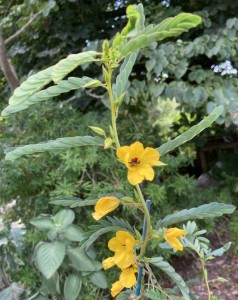 Chamaecrista fasciculata - medium image 4