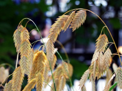 Chasmanthium latifolium - medium image 4
