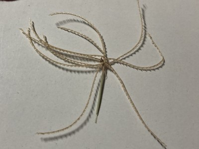 Chloris dolichostachya - medium image 4