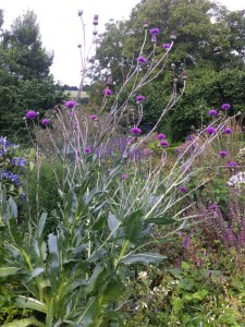 Cirsium canum - medium image 4