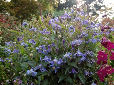Clematis integrifolia 'Blue Ribbons' - medium image 4