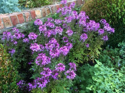 Cleome 'Senorita Rosalita' - medium image 4