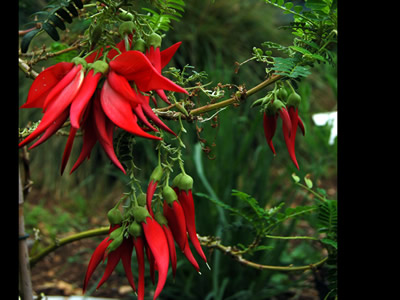 Clianthus puniceus - medium image 4