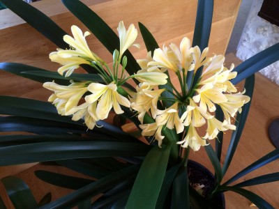 Clivia miniata 'Aurea' - medium image 4
