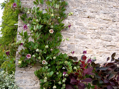 Cobaea scandens - medium image 4