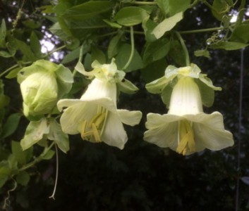 Cobaea scandens alba - medium image 4