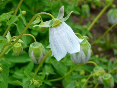 Codonopsis clematidea - medium image 4