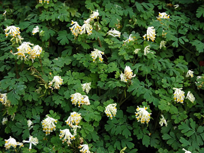 Corydalis ochroleuca - medium image 4