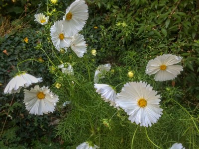 Cosmos bipinnatus 'Cupcakes White' - medium image 4