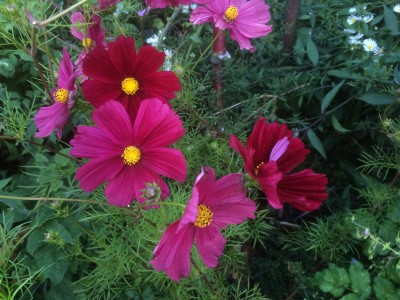 Cosmos bipinnatus 'Rubenza' - medium image 4