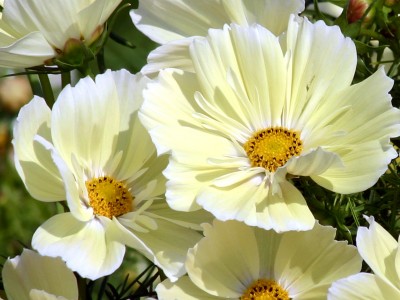 Cosmos bipinnatus 'Xanthos' - medium image 4