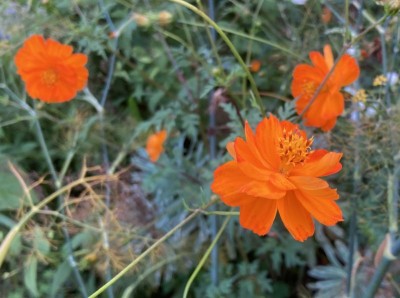 Cosmos sulphureus 'Diablo' - medium image 4