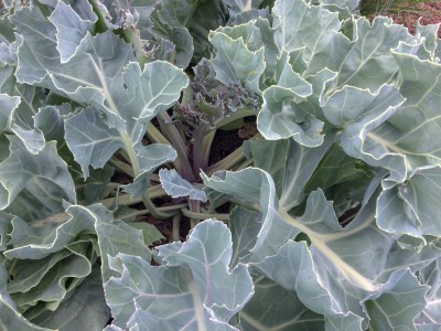 Crambe maritima - medium image 4