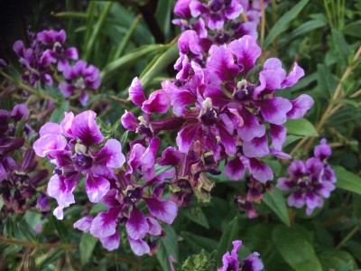 Cuphea 'Lilac Belle' - medium image 4