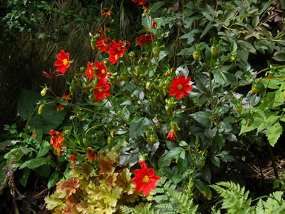 Dahlia coccinea - medium image 4