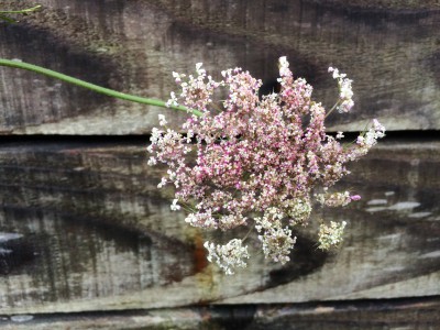 Daucus carota 'Dara' - medium image 4