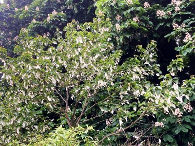 Davidia involucrata AGM - medium image 4
