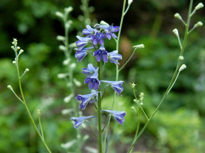 Delphinium exaltatum - medium image 4