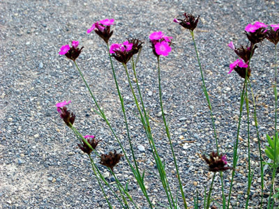 Dianthus carthusianorum - medium image 4