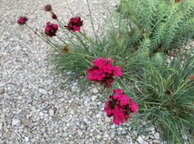 Dianthus cruentus - medium image 4