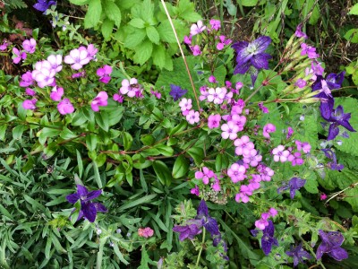 Dianthus japonicus - medium image 4