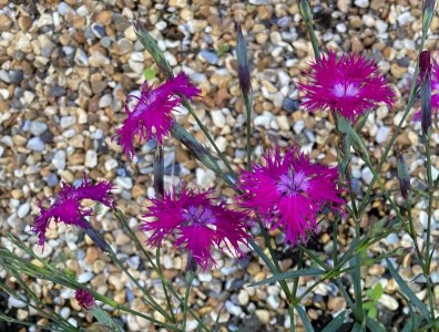 Dianthus superbus - medium image 4