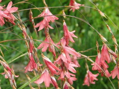 Dierama igneum - medium image 4