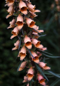 Digitalis ferruginea 'Gigantea' AGM - medium image 4
