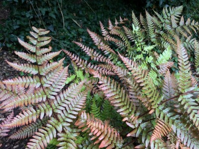 Dryopteris erythrosora AGM - medium image 4