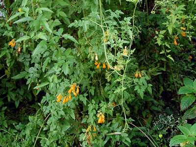 Eccremocarpus scaber 'Tangerine' - medium image 4