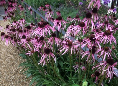 Echinacea pallida - medium image 4