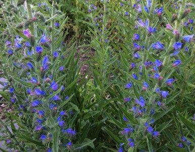 Echium vulgare - medium image 4