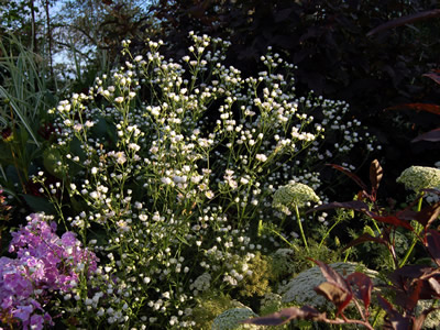 Erigeron annuus - medium image 4