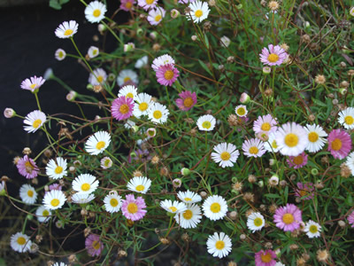 Erigeron karvinskianus - medium image 4