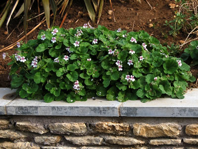 Erodium pelargoniflorum - medium image 4