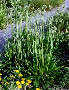 Eryngium agavifolium - medium image 4