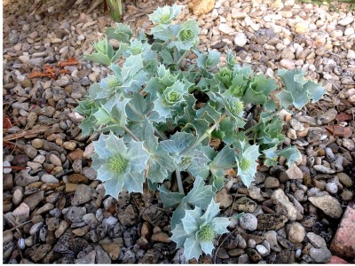 Eryngium maritimum - medium image 4