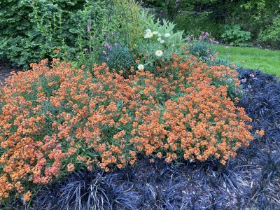 Erysimum 'Apricot Twist' - medium image 4