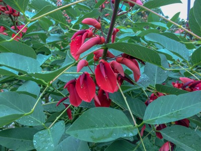 Erythrina crista-galli - medium image 4