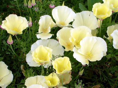 Eschscholzia californica 'Alba' - medium image 4