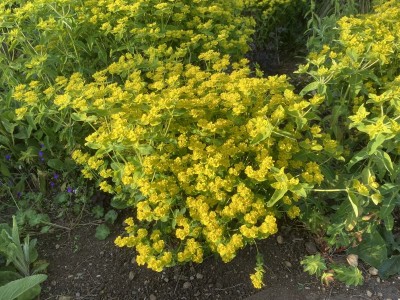 Euphorbia oblongata - medium image 4