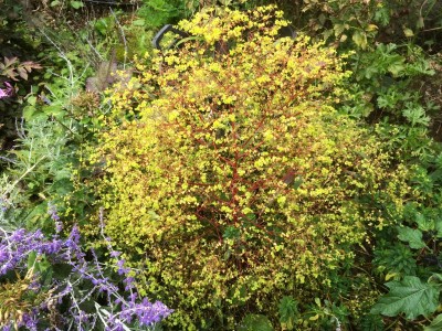 Euphorbia stricta - medium image 4