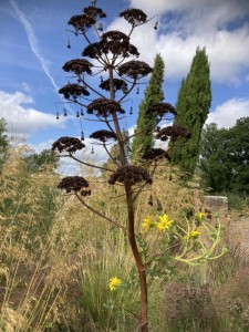 Ferula communis - medium image 4
