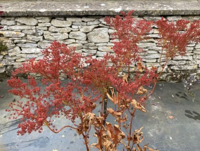 Filipendula rubra 'Venusta' AGM - medium image 4