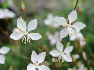 Gaura lindheimeri - medium image 4