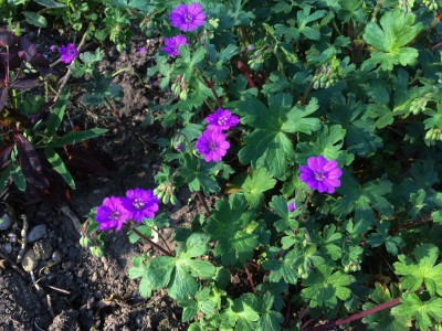 Geranium 'Bill Wallis' - medium image 4