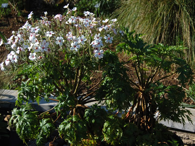 Geranium maderense 'Alba' - medium image 4